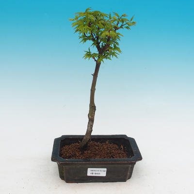 Outdoor bonsai -Javor malolistý SHISHIGASHIRA - 2