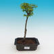 Outdoor bonsai -Javor malolistý SHISHIGASHIRA - 2/2