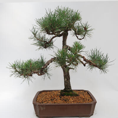 Outdoor bonsai - Pinus sylvestris - Forest pine - 2