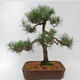 Outdoor bonsai - Pinus sylvestris - Forest pine - 2/5