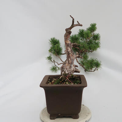 Outdoor bonsai - Pinus sylvestris Watereri - Forest pine - 2