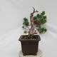 Outdoor bonsai - Pinus sylvestris Watereri - Forest pine - 2/5