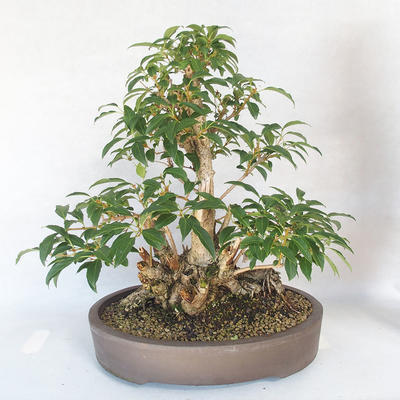 Outdoor bonsai - Forsythia - Forsythia - 2