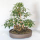 Outdoor bonsai - Forsythia - Forsythia - 2/5