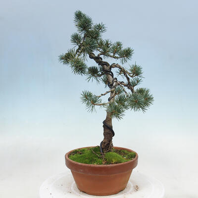 Outdoor bonsai - Pinus parviflora - Small pine tree - 2