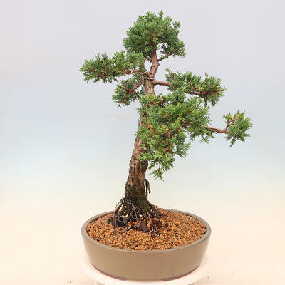Outdoor bonsai - Juniperus chinensis Kishu - Chinese juniper - 2