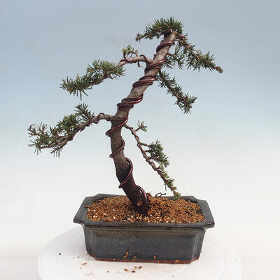 Outdoor bonsai - Cedrus Libani Brevifolia - Cedar green - 2