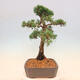 Outdoor bonsai - Juniperus chinensis Kishu - Chinese juniper - 2/5