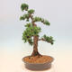 Outdoor bonsai - Juniperus chinensis Kishu - Chinese juniper - 2/5