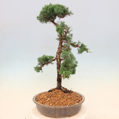 Outdoor bonsai - Juniperus chinensis - Chinese Juniper - 2