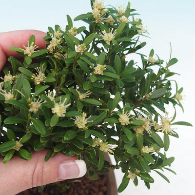 Room bonsai - Buxus harlandii - 2