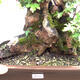 Outdoor bonsai - Baby maple - Acer campestre - 2/6