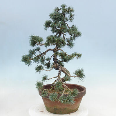 Outdoor bonsai - Pinus parviflora - Small pine tree - 2