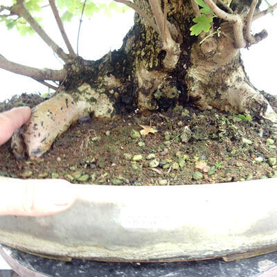 Outdoor bonsai - Baby maple - Acer campestre - 2