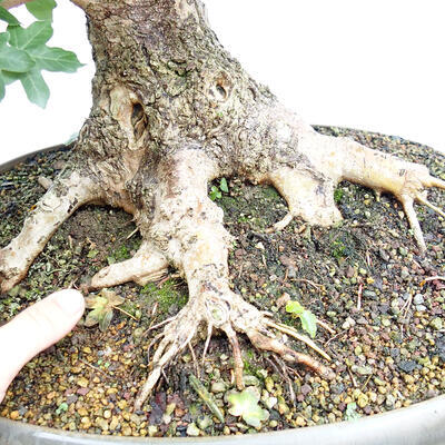 Outdoor bonsai - Baby maple - Acer campestre - 2