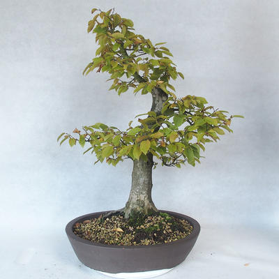 Outdoor bonsai - Hornbeam - Carpinus betulus - 2