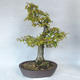 Outdoor bonsai - Hornbeam - Carpinus betulus - 2/5