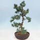 Outdoor bonsai - Pinus parviflora - Small pine tree - 2/4