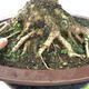 Outdoor bonsai - Baby maple - Acer campestre - 2/6