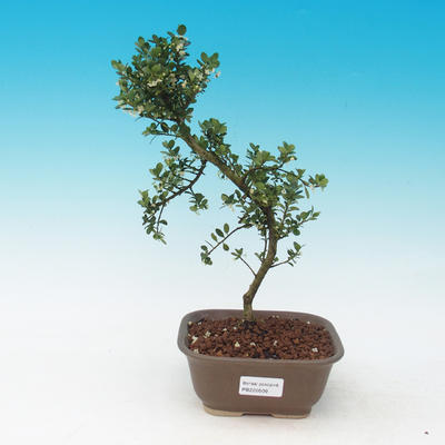 Room bonsai - Holly - 2