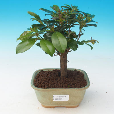Room bonsai - Eugenia unoflora - Australian cherry - 2