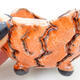 Ceramic Shell 8 x 8 x 6 cm, color orange-white - 2/3