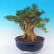 Room bonsai - Buxus harlandii - cork buxus - 2/7