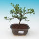 Room bonsai - Holly - 2/4
