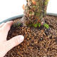 Outdoor bonsai - Dwarf - Cornus mas - 2/2