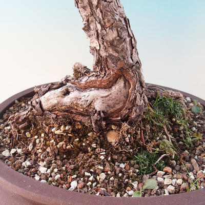 Outdoor bonsai - Pinus Sylvestris - Forest Pine - 2