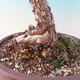 Outdoor bonsai - Pinus Sylvestris - Forest Pine - 2/2