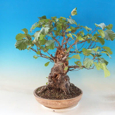 Outdoor bonsai - Sticky bats - Alnus glutinosa - 2