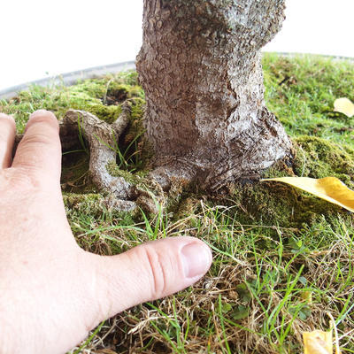Outdoor bonsai - Asian maple - Acer negundo - 2