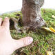 Outdoor bonsai - Asian maple - Acer negundo - 2/4