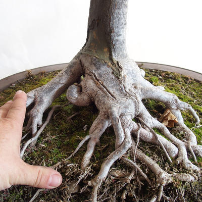 Outdoor bonsai - Acorn maple - Acer platanoides - 2