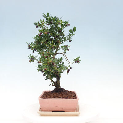 Indoor bonsai with a saucer - Ilex crenata - Holly - 2