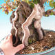 Outdoor bonsai -Carpinus CARPINOIDES - Korean horn - 2/2