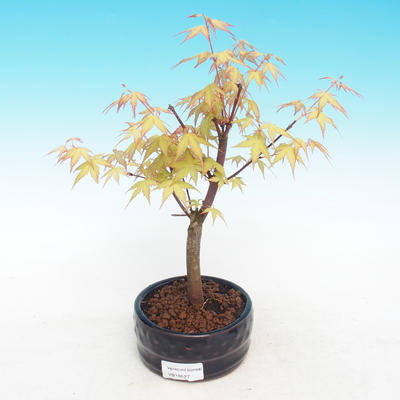 Outdoor bonsai-Acer Sango Koku- - 2