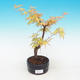 Outdoor bonsai-Acer Sango Koku- - 2/2