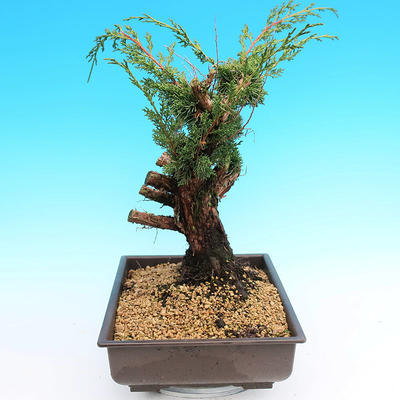 Yamadori Juniperus chinensis - juniper - 2