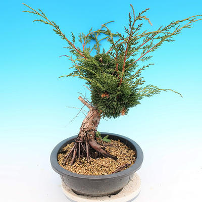 Yamadori Juniperus chinensis - juniper - 2