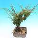 Yamadori Juniperus chinensis - juniper - 2/6