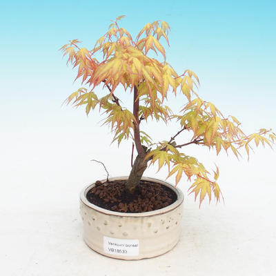 Outdoor bonsai-Acer Sango Koku- - 2