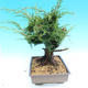 Yamadori Juniperus chinensis - juniper - 2/6