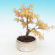 Outdoor bonsai-Acer Sango Koku- - 2/2