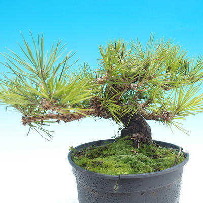 Pinus thunbergii - Thunbergova Pine - 2