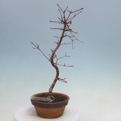 Outdoor bonsai - Maple palmatum DESHOJO - Maple palmate - 2