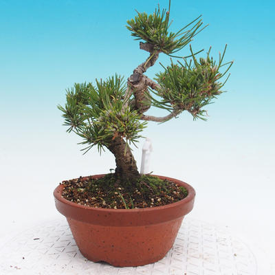 Pinus thunbergii - Thunbergova Pine - 2