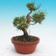 Pinus thunbergii - Thunbergova Pine - 2/4