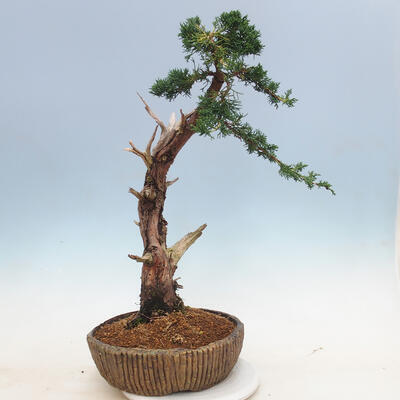 Outdoor bonsai - Juniperus chinensis - Chinese juniper - 2